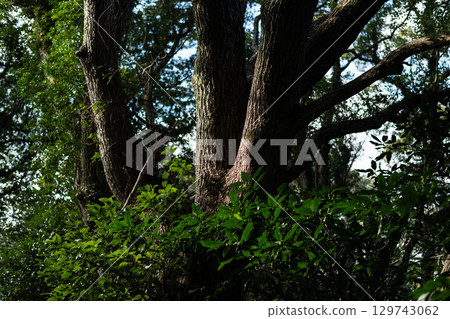 In a quiet forest 129743062