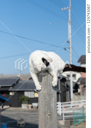 Stray cats playing on a tree 129743067