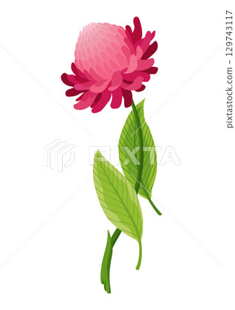 Ginger root. Aromatic herbal spice. Food ingredient, natural herb plant, flower. Fresh and raw vegetable in cartoon flat style. Vector illustration isolated on white background Ginger root. Aromatic herbal spice. Food ingredient, natural herb plant, flower. Fresh and raw vegetable in cartoon flat style. Vector illustration isolated on white background 129743117