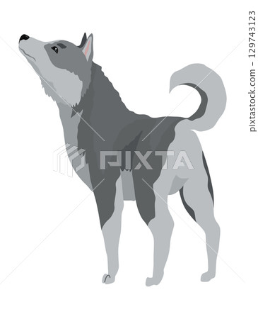 Cute gray wolf pose. Cartoon character of dangerous mammalian animal. Vector flat illustration isolated on white background 129743123