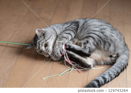 Cute cat playing with a toy, brown tabby cat Cute cat playing with a toy, brown tabby cat 129743264