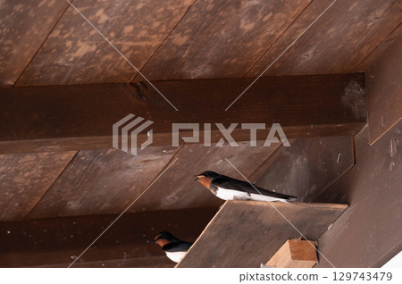 Swallows waiting for food on the eaves of Narai-juku 129743479