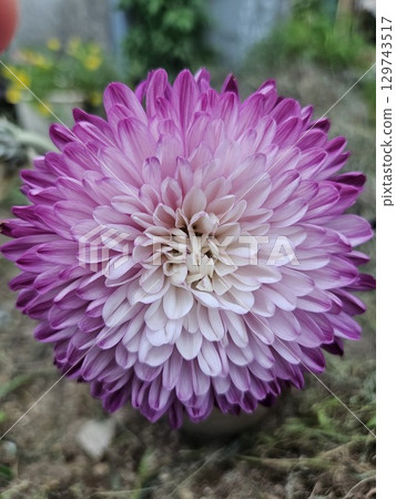 菊花 大麗花 大花 129743517