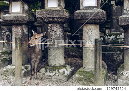 Nara shrine deer by stone lanterns in soft nostalgic film style Nara shrine deer by stone lanterns in soft nostalgic film style 129743524