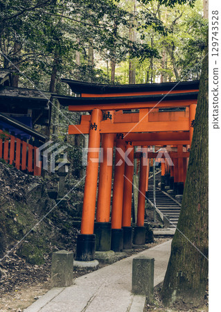 Stone steps ascend through sacred Fushimi Inari forest lined with vermilion torii gates 129743528