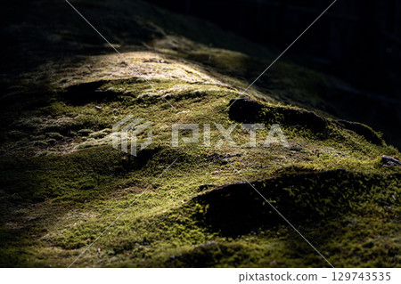 Macro moss forest floor with textured light and shadow play 129743535