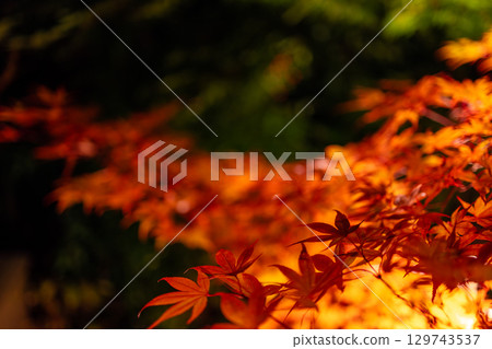 Vivid autumn maple leaves in focus with glowing backdrop Vivid autumn maple leaves in focus with glowing backdrop 129743537