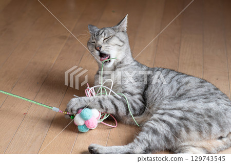 Cute cat playing with a toy, brown tabby cat 129743545