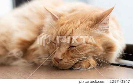 睡在窗邊的貓茶虎斑貓 129743547