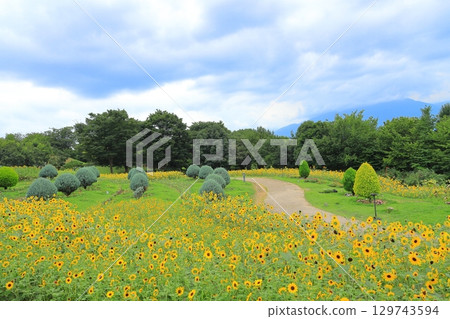 山梨海蒂村 129743594