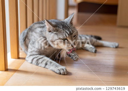 Sabatra cat, a cat that grooms hair 129743619