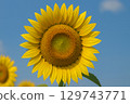 Sunflowers in full bloom swaying in the wind, a typical summer sight 129743771