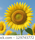 Sunflowers in full bloom swaying in the wind, a typical summer sight 129743772