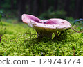 Russula rosea grows in thick moss 129743774