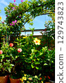 Summer flower garden: hibiscus, bougainvillea, and roses 129743823