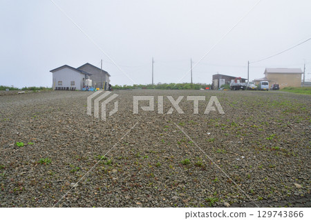 Cape Nosappu, Hokkaido (2023) 129743866