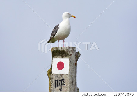 北海道諾沙布岬 (2023) 北海道諾沙布岬 (2023) 129743870