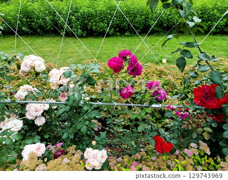 Beautiful flowers in the garden. Spiraea japonica and roses. Beautiful flowers in the garden. Spiraea japonica and roses. 129743969