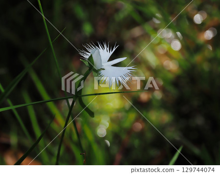 濕地植物 白鷺 濕地植物 白鷺 129744074