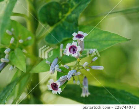 茜草科多年生攀援花 129744075