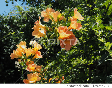 Trumpet vine with large orange flowers 129744207