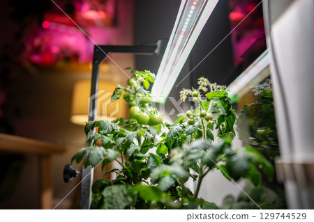 Homegrown tomato cherry under phyto lamp on windowsill at home. Growing vegetable at home in winter 129744529