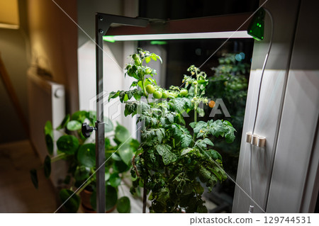 Homegrown tomato cherry under phyto lamp on windowsill at home. Growing vegetable at home in winter Homegrown tomato cherry under phyto lamp on windowsill at home. Growing vegetable at home in winter 129744531