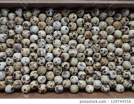 home incubator tray filled with small spotted selected quail eggs, top view, incubating quails at home, texture of bird's speckled egg laid in one even layer 129744558