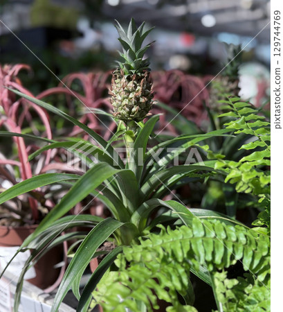 Close-up of a small pineapple growing on a lush bush under bright tropical sunlight. Vibrant and fresh scene of exotic plant life and natural beaut 129744769