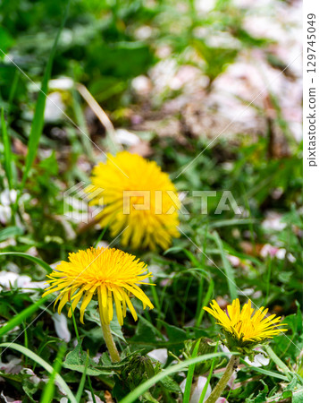 Pink cherry blossom petals and yellow dandelions heralding the arrival of spring 129745049