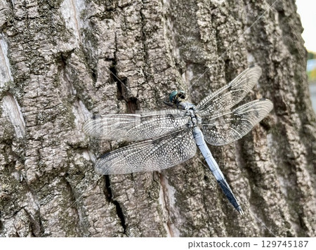 一隻蜻蜓棲息在樹上，在風中搖曳的特寫 129745187