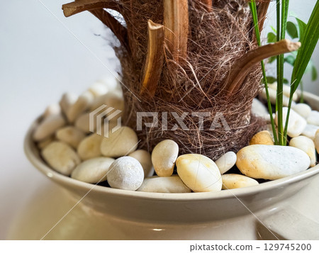 Close-up of potted palm trunk with decorative white stones. Indoor greenery, organic texture, and natural detail in minimalist home decor. 129745200