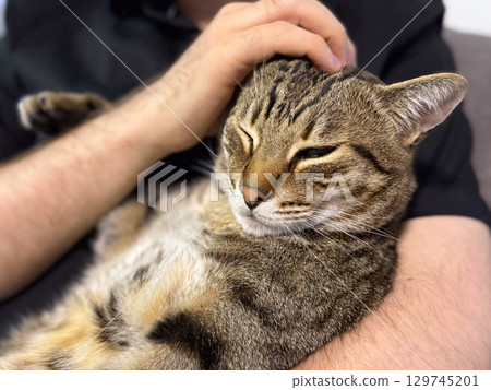 Man petting a relaxed cat resting in his arms. Companionship, tenderness, and emotional connection between human and animal at home. 129745201
