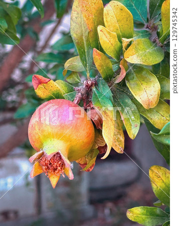 Immature pomegranate on branch. Close-up of young pomegranate fruit growing on branch with green leaves around. Concept of pomegranate fruits harvest, natural growth, summer Immature pomegranate on branch. Close-up of young pomegranate fruit growing on branch with green leaves around. Concept of pomegranate fruits harvest, natural growth, summer 129745342