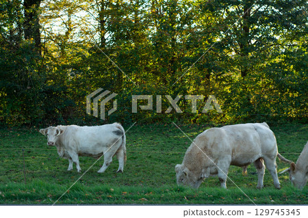 Peaceful afternoon in a lush green field with cows grazing under the warm golden glow of daylight surrounded by vibrant trees 129745345