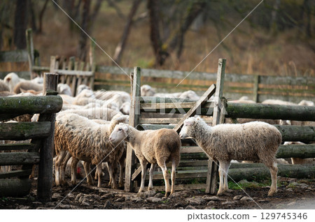 Gentle sheep gather near rustic wooden fences in a tranquil pasture at dusk, showcasing the peaceful coexistence of nature and farm life 129745346
