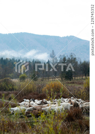 Grazing sheep in a serene mountain meadow during early autumn with mist rising among the trees and hills in the backdrop 129745352