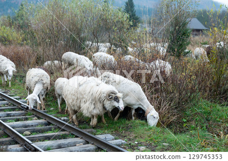 Flocks of sheep grazing peacefully near old railway tracks in a tranquil countryside landscape surrounded by vibrant autumn foliage and distant mountains Flocks of sheep grazing peacefully near old railway tracks in a tranquil countryside landscape surrounded by vibrant autumn foliage and distant mountains 129745353