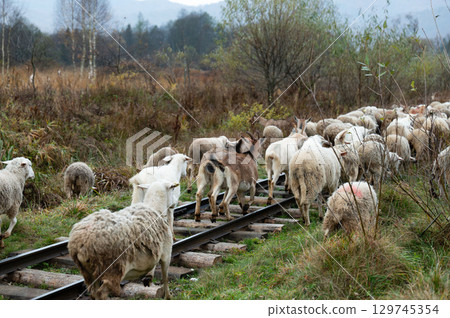 Herd of sheep and goats wander along overgrown train tracks in a serene countryside landscape during cool autumn morning light Herd of sheep and goats wander along overgrown train tracks in a serene countryside landscape during cool autumn morning light 129745354