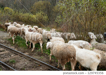 Flock of sheep grazing near railway tracks amid the serene autumn landscape in the countryside, showcasing the harmony of nature and farming activity Flock of sheep grazing near railway tracks amid the serene autumn landscape in the countryside, showcasing the harmony of nature and farming activity 129745356