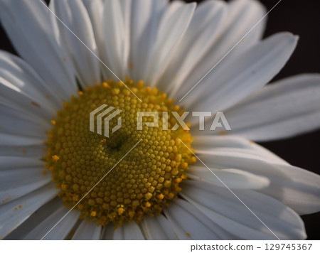 Beautiful white beach chrysanthemum flowers blooming in October 129745367