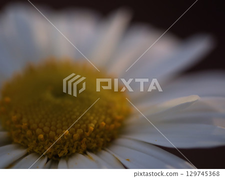 十月盛開的美麗白沙灘菊花 129745368