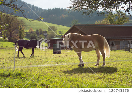 Horses graze peacefully under the warm autumn sun in a picturesque countryside farm setting surrounded by lush green hills and vibrant trees Horses graze peacefully under the warm autumn sun in a picturesque countryside farm setting surrounded by lush green hills and vibrant trees 129745376