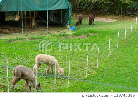Alpacas grazing peacefully in a lush green pasture near a rustic barn surrounded by autumn foliage in the heart of countryside tranquility 129745399