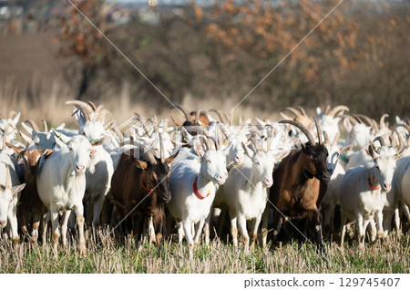 Herd of goats grazing in a sunny field, showcasing the vibrant colors and unique patterns of each individual under clear blue skies Herd of goats grazing in a sunny field, showcasing the vibrant colors and unique patterns of each individual under clear blue skies 129745407