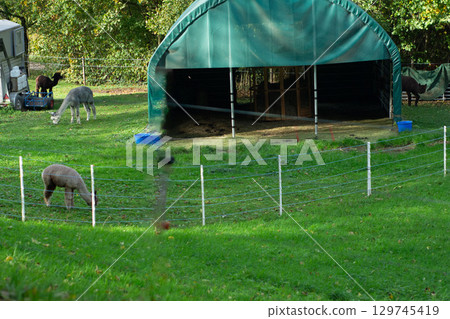 Serene alpacas grazing in a lush green pasture near a cozy shelter under a clear blue sky in early autumn, capturing the essence of pastoral tranquility and nature 129745419