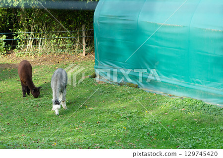 Exploring the peaceful pasture where two friendly alpacas graze under the warm sun near a greenhouse surrounded by lush greenery in the afternoon Exploring the peaceful pasture where two friendly alpacas graze under the warm sun near a greenhouse surrounded by lush greenery in the afternoon 129745420