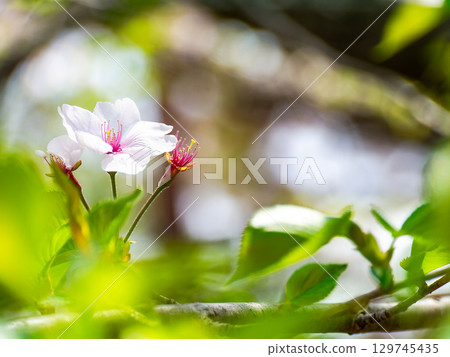 美麗的春天景色:櫻花與嫩葉的和諧 美麗的春天景色:櫻花與嫩葉的和諧 129745435