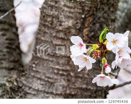 Beautiful spring scenery: the harmony of cherry blossoms and tree bark Beautiful spring scenery: the harmony of cherry blossoms and tree bark 129745438