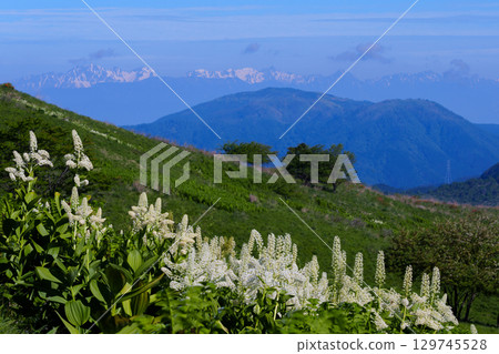 View of the Northern Alps from a plateau where lilies bloom 129745528